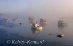 Fleet in Fog
